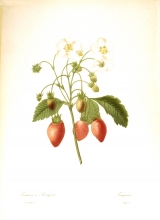 Redouté fruits and flowers 23/24